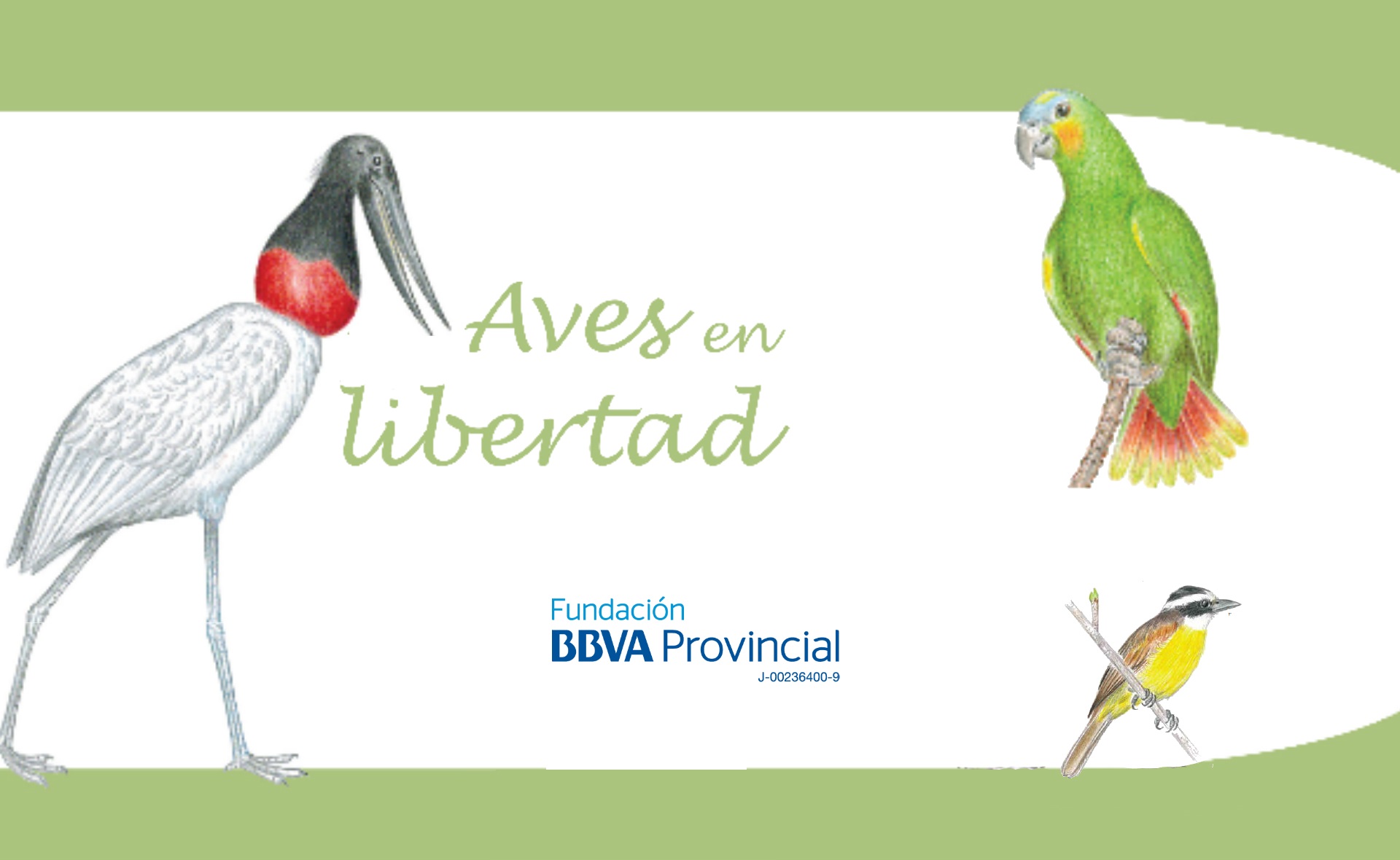 Aves en libertad Fundación BBVA Provincial