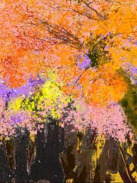 Naturaleza Imaginada
