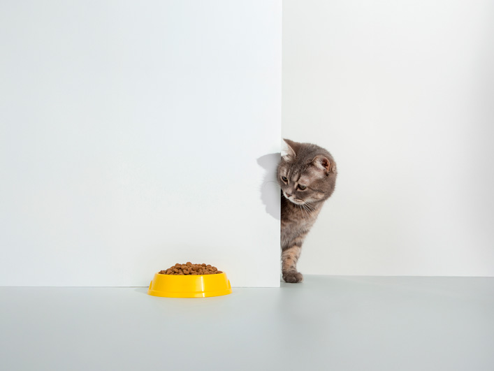 El gato olvidadizo