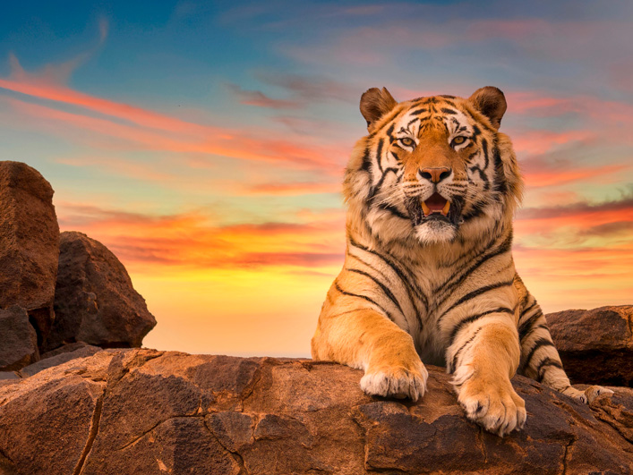 El tigre y los Waraos